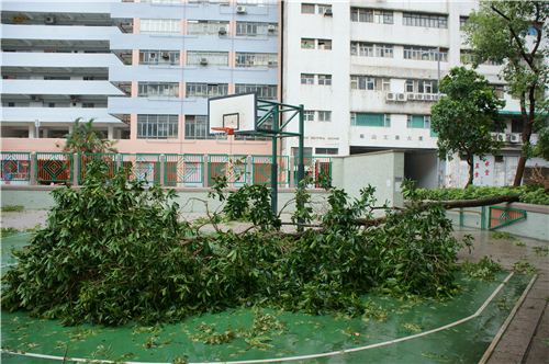 Lots of trees fell down on this basketball court opposite to our building